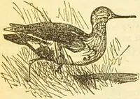 An illustration from The book of household management : comprising information for the mistress ... also, sanitary, medical, & legal memoranda; with a history of the origin, properties, and uses of all things connected with home life and comfort / by Mrs. Isabella Beeton. (1869)