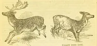 An illustration from The book of household management : comprising information for the mistress ... also, sanitary, medical, & legal memoranda; with a history of the origin, properties, and uses of all things connected with home life and comfort / by Mrs. Isabella Beeton. (1869)