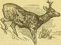 An illustration from The book of household management : comprising information for the mistress ... also, sanitary, medical, & legal memoranda; with a history of the origin, properties, and uses of all things connected with home life and comfort / by Mrs. Isabella Beeton. (1869)