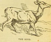 An illustration from The book of household management : comprising information for the mistress ... also, sanitary, medical, & legal memoranda; with a history of the origin, properties, and uses of all things connected with home life and comfort / by Mrs. Isabella Beeton. (1869)