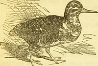 An illustration from The book of household management : comprising information for the mistress ... also, sanitary, medical, & legal memoranda; with a history of the origin, properties, and uses of all things connected with home life and comfort / by Mrs. Isabella Beeton. (1869)