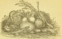 An illustration from The book of household management : comprising information for the mistress ... also, sanitary, medical, & legal memoranda; with a history of the origin, properties, and uses of all things connected with home life and comfort / by Mrs. Isabella Beeton. (1869)