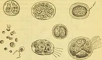 An illustration from The book of household management : comprising information for the mistress ... also, sanitary, medical, & legal memoranda; with a history of the origin, properties, and uses of all things connected with home life and comfort / by Mrs. Isabella Beeton. (1869)