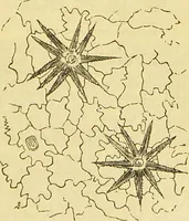 An illustration from The book of household management : comprising information for the mistress ... also, sanitary, medical, & legal memoranda; with a history of the origin, properties, and uses of all things connected with home life and comfort / by Mrs. Isabella Beeton. (1869)