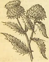 An illustration from The book of household management : comprising information for the mistress ... also, sanitary, medical, & legal memoranda; with a history of the origin, properties, and uses of all things connected with home life and comfort / by Mrs. Isabella Beeton. (1869)