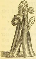 An illustration from The book of household management : comprising information for the mistress ... also, sanitary, medical, & legal memoranda; with a history of the origin, properties, and uses of all things connected with home life and comfort / by Mrs. Isabella Beeton. (1869)