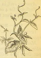 An illustration from The book of household management : comprising information for the mistress ... also, sanitary, medical, & legal memoranda; with a history of the origin, properties, and uses of all things connected with home life and comfort / by Mrs. Isabella Beeton. (1869)