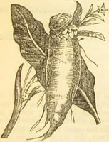 An illustration from The book of household management : comprising information for the mistress ... also, sanitary, medical, & legal memoranda; with a history of the origin, properties, and uses of all things connected with home life and comfort / by Mrs. Isabella Beeton. (1869)