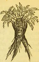 An illustration from The book of household management : comprising information for the mistress ... also, sanitary, medical, & legal memoranda; with a history of the origin, properties, and uses of all things connected with home life and comfort / by Mrs. Isabella Beeton. (1869)
