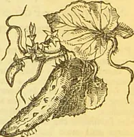 An illustration from The book of household management : comprising information for the mistress ... also, sanitary, medical, & legal memoranda; with a history of the origin, properties, and uses of all things connected with home life and comfort / by Mrs. Isabella Beeton. (1869)