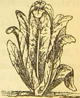 An illustration from The book of household management : comprising information for the mistress ... also, sanitary, medical, & legal memoranda; with a history of the origin, properties, and uses of all things connected with home life and comfort / by Mrs. Isabella Beeton. (1869)