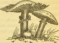 An illustration from The book of household management : comprising information for the mistress ... also, sanitary, medical, & legal memoranda; with a history of the origin, properties, and uses of all things connected with home life and comfort / by Mrs. Isabella Beeton. (1869)