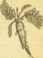 An illustration from The book of household management : comprising information for the mistress ... also, sanitary, medical, & legal memoranda; with a history of the origin, properties, and uses of all things connected with home life and comfort / by Mrs. Isabella Beeton. (1869)