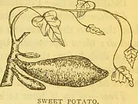 An illustration from The book of household management : comprising information for the mistress ... also, sanitary, medical, & legal memoranda; with a history of the origin, properties, and uses of all things connected with home life and comfort / by Mrs. Isabella Beeton. (1869)