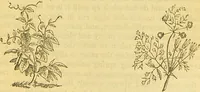 An illustration from The book of household management : comprising information for the mistress ... also, sanitary, medical, & legal memoranda; with a history of the origin, properties, and uses of all things connected with home life and comfort / by Mrs. Isabella Beeton. (1869)