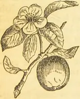 An illustration from The book of household management : comprising information for the mistress ... also, sanitary, medical, & legal memoranda; with a history of the origin, properties, and uses of all things connected with home life and comfort / by Mrs. Isabella Beeton. (1869)