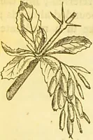 An illustration from The book of household management : comprising information for the mistress ... also, sanitary, medical, & legal memoranda; with a history of the origin, properties, and uses of all things connected with home life and comfort / by Mrs. Isabella Beeton. (1869)