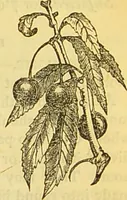 An illustration from The book of household management : comprising information for the mistress ... also, sanitary, medical, & legal memoranda; with a history of the origin, properties, and uses of all things connected with home life and comfort / by Mrs. Isabella Beeton. (1869)