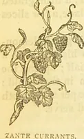 An illustration from The book of household management : comprising information for the mistress ... also, sanitary, medical, & legal memoranda; with a history of the origin, properties, and uses of all things connected with home life and comfort / by Mrs. Isabella Beeton. (1869)