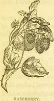 An illustration from The book of household management : comprising information for the mistress ... also, sanitary, medical, & legal memoranda; with a history of the origin, properties, and uses of all things connected with home life and comfort / by Mrs. Isabella Beeton. (1869)