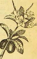An illustration from The book of household management : comprising information for the mistress ... also, sanitary, medical, & legal memoranda; with a history of the origin, properties, and uses of all things connected with home life and comfort / by Mrs. Isabella Beeton. (1869)
