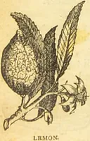 An illustration from The book of household management : comprising information for the mistress ... also, sanitary, medical, & legal memoranda; with a history of the origin, properties, and uses of all things connected with home life and comfort / by Mrs. Isabella Beeton. (1869)