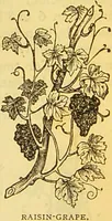 An illustration from The book of household management : comprising information for the mistress ... also, sanitary, medical, & legal memoranda; with a history of the origin, properties, and uses of all things connected with home life and comfort / by Mrs. Isabella Beeton. (1869)