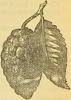 An illustration from The book of household management : comprising information for the mistress ... also, sanitary, medical, & legal memoranda; with a history of the origin, properties, and uses of all things connected with home life and comfort / by Mrs. Isabella Beeton. (1869)