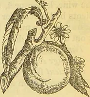 An illustration from The book of household management : comprising information for the mistress ... also, sanitary, medical, & legal memoranda; with a history of the origin, properties, and uses of all things connected with home life and comfort / by Mrs. Isabella Beeton. (1869)