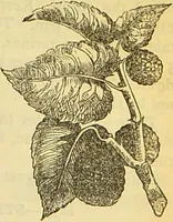 An illustration from The book of household management : comprising information for the mistress ... also, sanitary, medical, & legal memoranda; with a history of the origin, properties, and uses of all things connected with home life and comfort / by Mrs. Isabella Beeton. (1869)