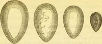 An illustration from The book of household management : comprising information for the mistress ... also, sanitary, medical, & legal memoranda; with a history of the origin, properties, and uses of all things connected with home life and comfort / by Mrs. Isabella Beeton. (1869)