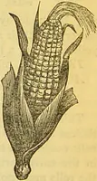 An illustration from The book of household management : comprising information for the mistress ... also, sanitary, medical, & legal memoranda; with a history of the origin, properties, and uses of all things connected with home life and comfort / by Mrs. Isabella Beeton. (1869)