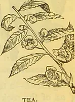 An illustration from The book of household management : comprising information for the mistress ... also, sanitary, medical, & legal memoranda; with a history of the origin, properties, and uses of all things connected with home life and comfort / by Mrs. Isabella Beeton. (1869)