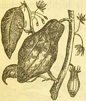 An illustration from The book of household management : comprising information for the mistress ... also, sanitary, medical, & legal memoranda; with a history of the origin, properties, and uses of all things connected with home life and comfort / by Mrs. Isabella Beeton. (1869)