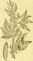An illustration from Beeton's every-day cookery and housekeeping book : comprising instructions for mistress and servants, and a collection of over sixteen hundred and fifty practical receipts. With numerous wood engravings and one hundred and forty-two coloured figures, showing the proper mode of sending dishes to table. (1888)