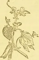 An illustration from Beeton's every-day cookery and housekeeping book : comprising instructions for mistress and servants, and a collection of over sixteen hundred and fifty practical receipts. With numerous wood engravings and one hundred and forty-two coloured figures, showing the proper mode of sending dishes to table. (1888)