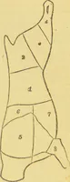An illustration from Beeton's every-day cookery and housekeeping book : comprising instructions for mistress and servants, and a collection of over sixteen hundred and fifty practical receipts. With numerous wood engravings and one hundred and forty-two coloured figures, showing the proper mode of sending dishes to table. (1888)