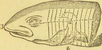 An illustration from Beeton's every-day cookery and housekeeping book : comprising instructions for mistress and servants, and a collection of over sixteen hundred and fifty practical receipts. With numerous wood engravings and one hundred and forty-two coloured figures, showing the proper mode of sending dishes to table. (1888)