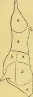 An illustration from Beeton's every-day cookery and housekeeping book : comprising instructions for mistress and servants, and a collection of over sixteen hundred and fifty practical receipts. With numerous wood engravings and one hundred and forty-two coloured figures, showing the proper mode of sending dishes to table. (1888)