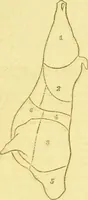 An illustration from Beeton's every-day cookery and housekeeping book : comprising instructions for mistress and servants, and a collection of over sixteen hundred and fifty practical receipts. With numerous wood engravings and one hundred and forty-two coloured figures, showing the proper mode of sending dishes to table. (1888)