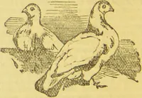 An illustration from Beeton's every-day cookery and housekeeping book : comprising instructions for mistress and servants, and a collection of over sixteen hundred and fifty practical receipts. With numerous wood engravings and one hundred and forty-two coloured figures, showing the proper mode of sending dishes to table. (1888)