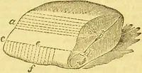 An illustration from Beeton's every-day cookery and housekeeping book : comprising instructions for mistress and servants, and a collection of over sixteen hundred and fifty practical receipts. With numerous wood engravings and one hundred and forty-two coloured figures, showing the proper mode of sending dishes to table. (1888)