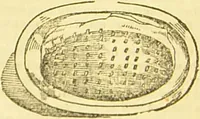 An illustration from Beeton's every-day cookery and housekeeping book : comprising instructions for mistress and servants, and a collection of over sixteen hundred and fifty practical receipts. With numerous wood engravings and one hundred and forty-two coloured figures, showing the proper mode of sending dishes to table. (1888)