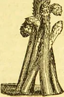 An illustration from Beeton's every-day cookery and housekeeping book : comprising instructions for mistress and servants, and a collection of over sixteen hundred and fifty practical receipts. With numerous wood engravings and one hundred and forty-two coloured figures, showing the proper mode of sending dishes to table. (1888)