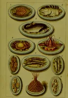An illustration from Warne's model cookery and housekeeping book : containing complete instructions in household management, and receipts for breakfast dishes ... bills of fare, duties of servants, etc. / compiled and edited by Mary Jewry. (1871)