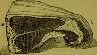 An illustration from Warne's model cookery and housekeeping book : containing complete instructions in household management, and receipts for breakfast dishes ... bills of fare, duties of servants, etc. / compiled and edited by Mary Jewry. (1871)