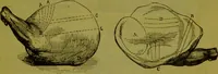 An illustration from Warne's model cookery and housekeeping book : containing complete instructions in household management, and receipts for breakfast dishes ... bills of fare, duties of servants, etc. / compiled and edited by Mary Jewry. (1871)
