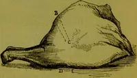 An illustration from Warne's model cookery and housekeeping book : containing complete instructions in household management, and receipts for breakfast dishes ... bills of fare, duties of servants, etc. / compiled and edited by Mary Jewry. (1871)