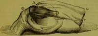 An illustration from Warne's model cookery and housekeeping book : containing complete instructions in household management, and receipts for breakfast dishes ... bills of fare, duties of servants, etc. / compiled and edited by Mary Jewry. (1871)