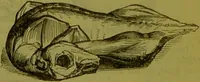 An illustration from Warne's model cookery and housekeeping book : containing complete instructions in household management, and receipts for breakfast dishes ... bills of fare, duties of servants, etc. / compiled and edited by Mary Jewry. (1871)